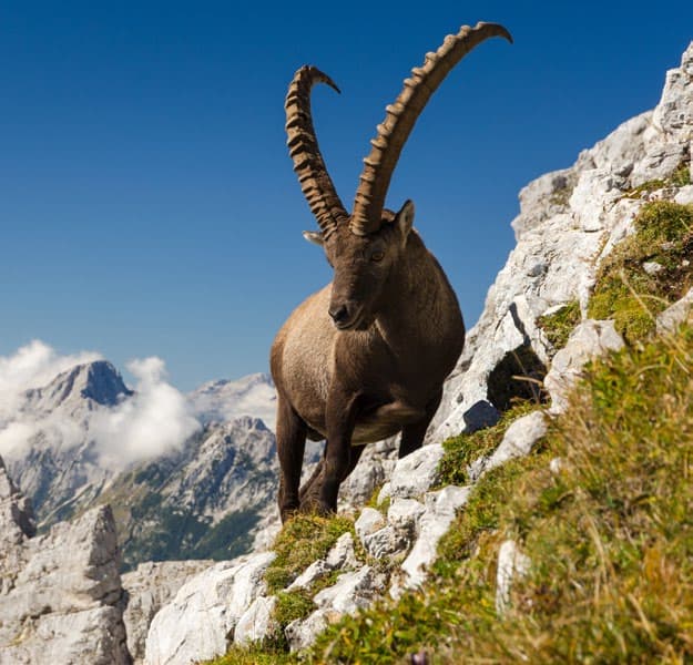 The Alpine Monarch
