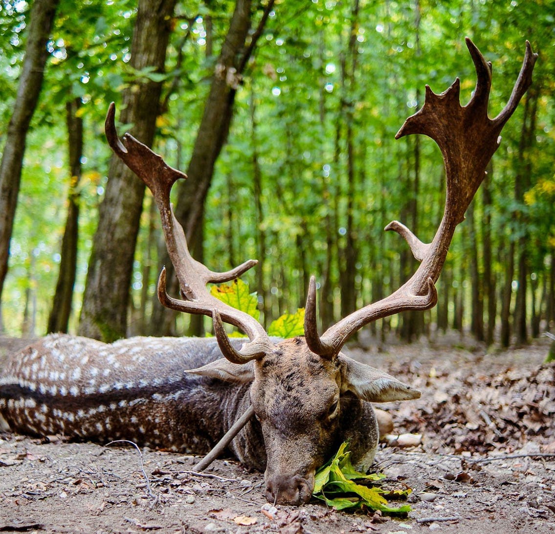 The Spotted Duke